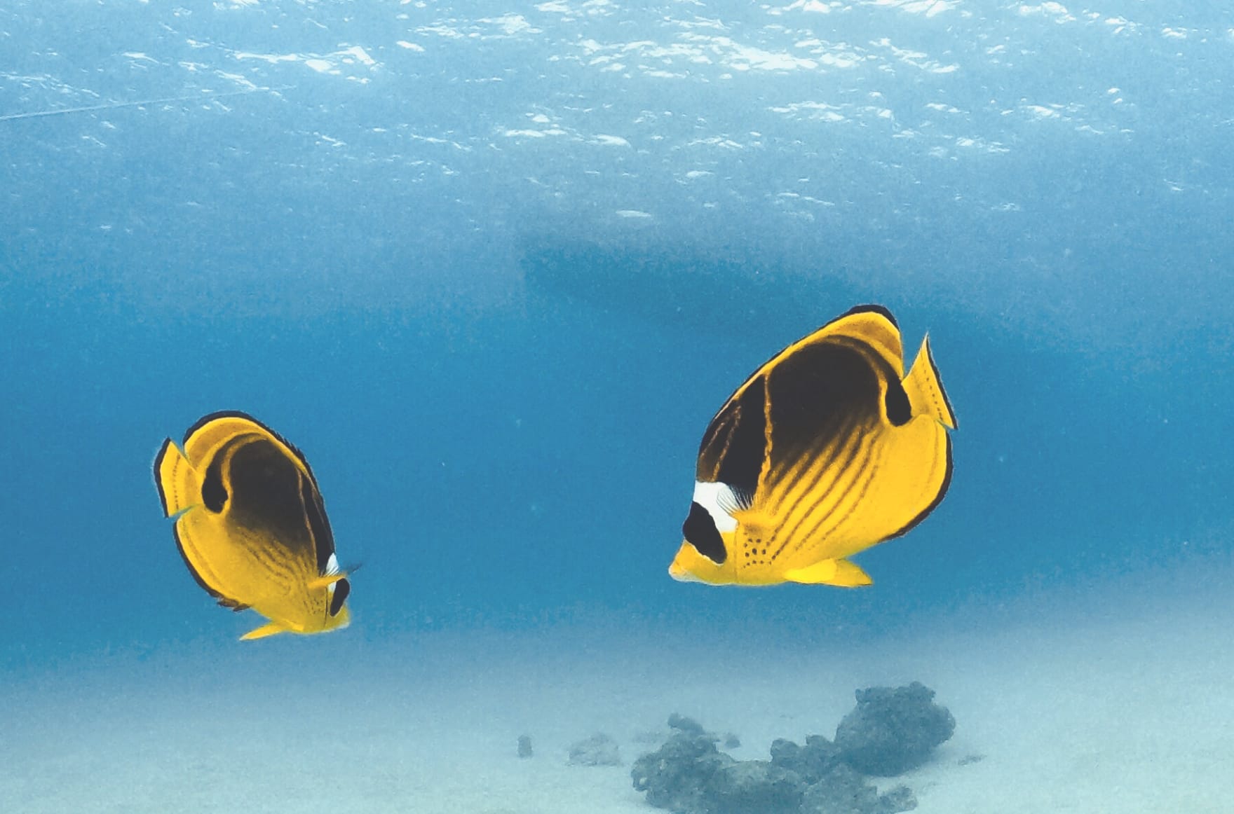 ゴールデンバタフライフィッシュが泳いでいる様子