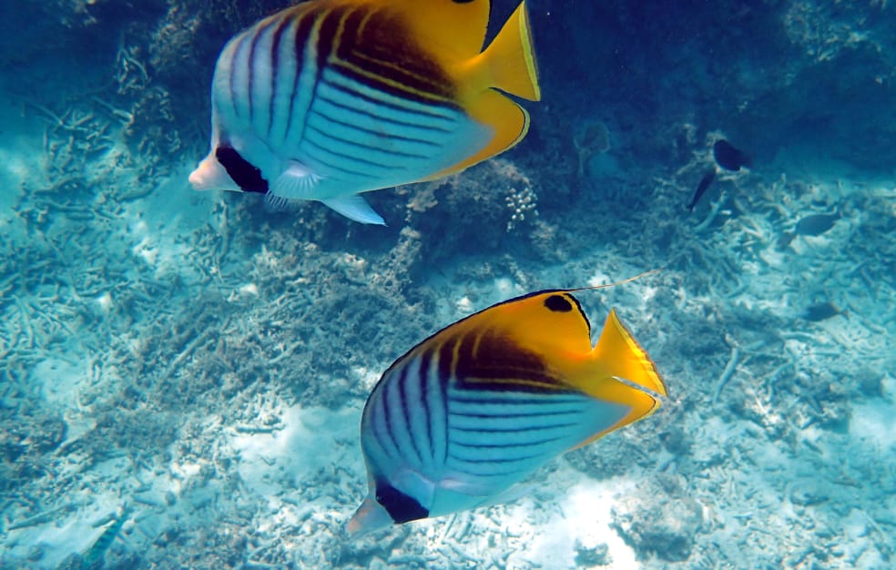 ゴールデンバタフライフィッシュが中心にたくさんの魚が泳いでいる様子