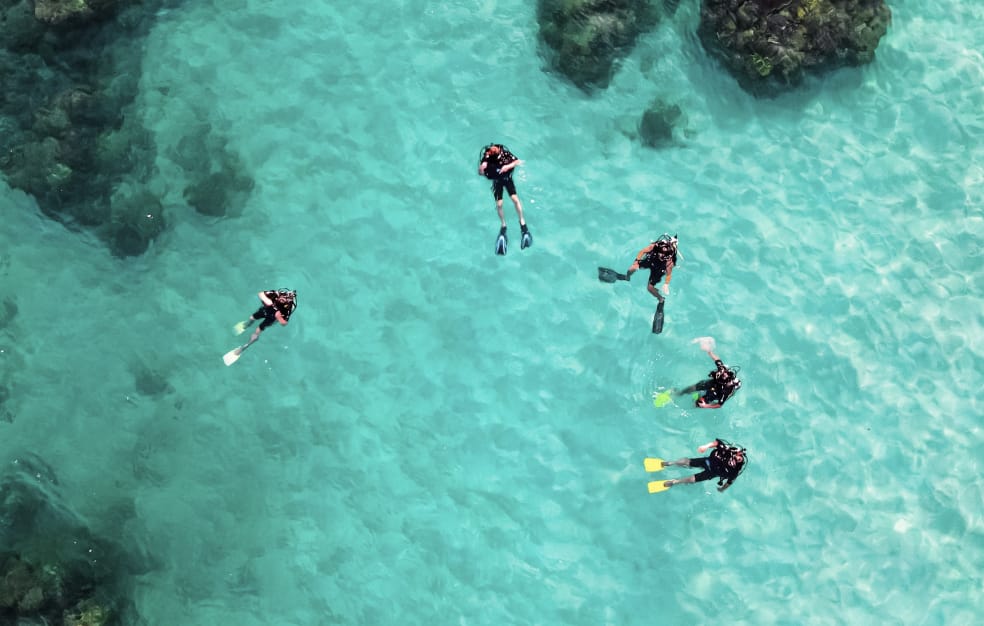 ゴールデンバタフライフィッシュが中心にたくさんの魚が泳いでいる様子