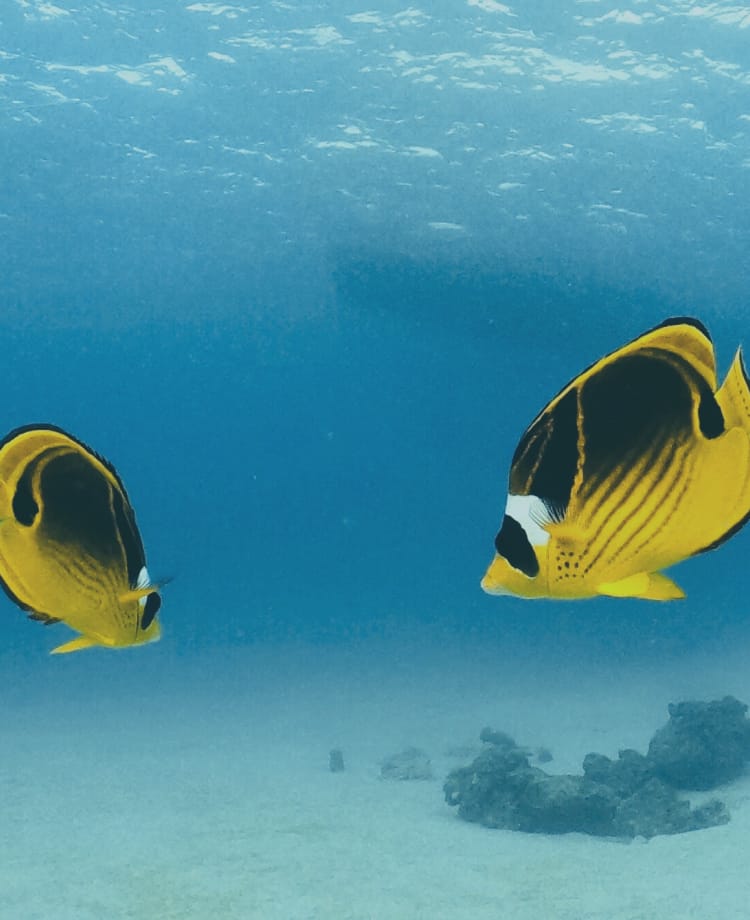 ゴールデンバタフライフィッシュが泳いでいる様子