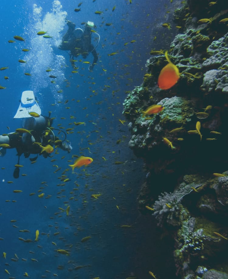海でダイビングをしている様子