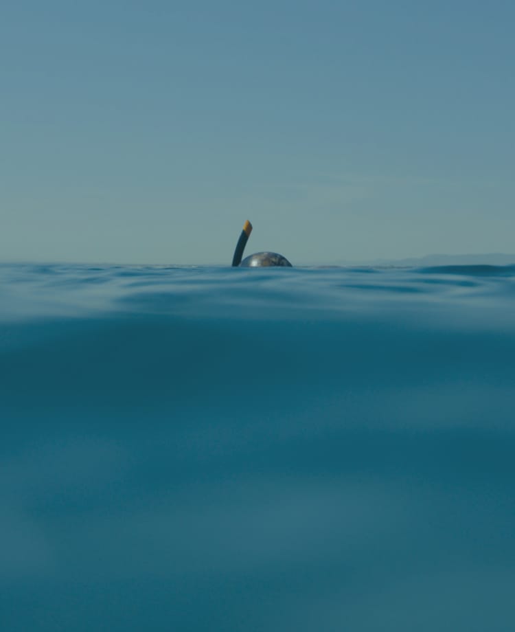 たくさんの魚が泳いでいる様子