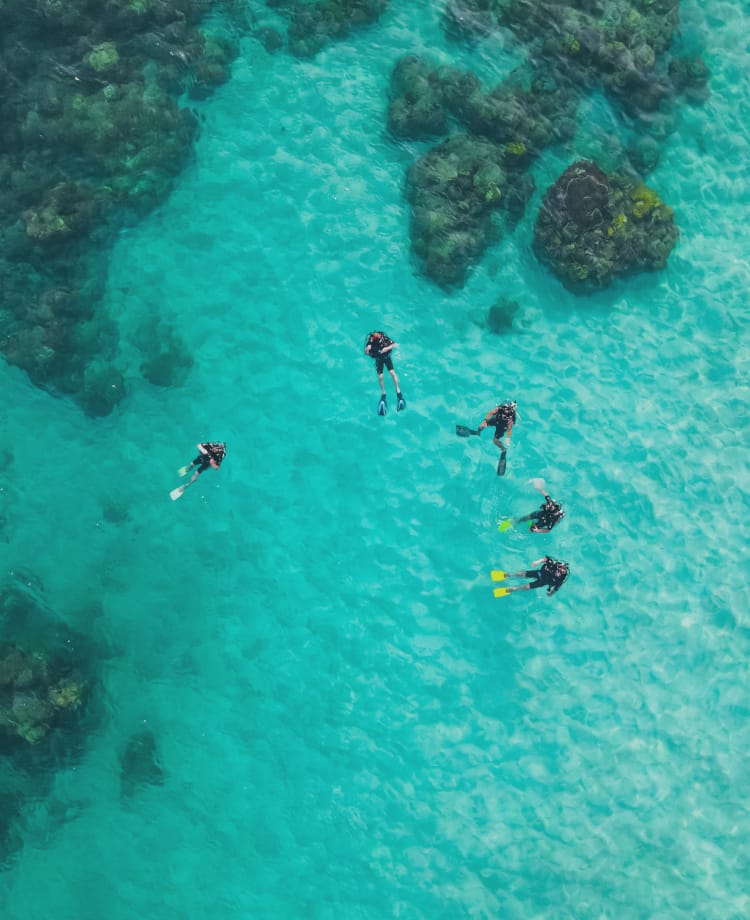 たくさんの魚が泳いでいる様子