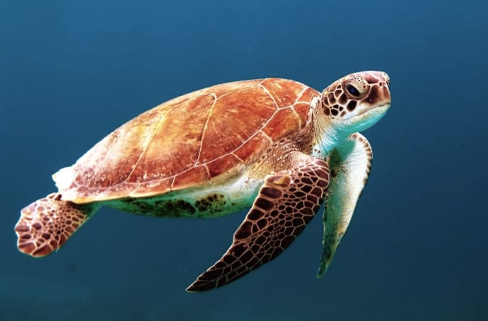 海の生き物が泳ぐ様子