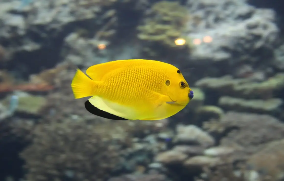 黄色い魚が泳いでいる様子