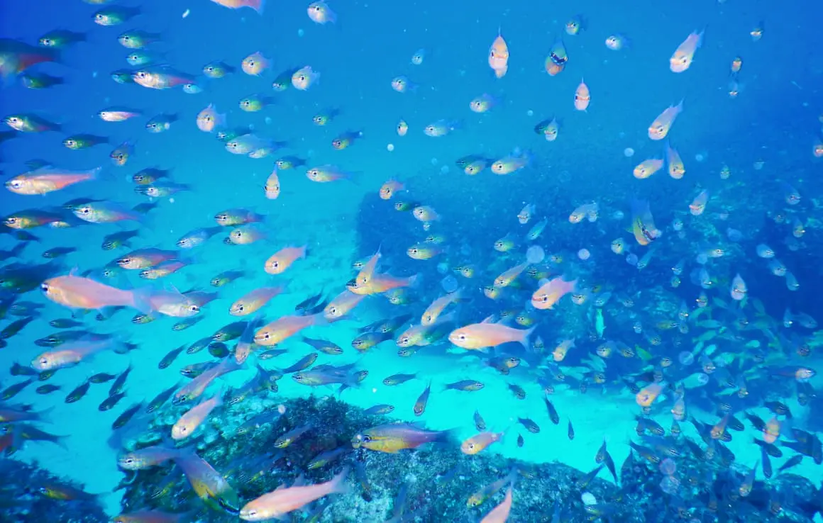 たくさんの魚が泳いでいる様子