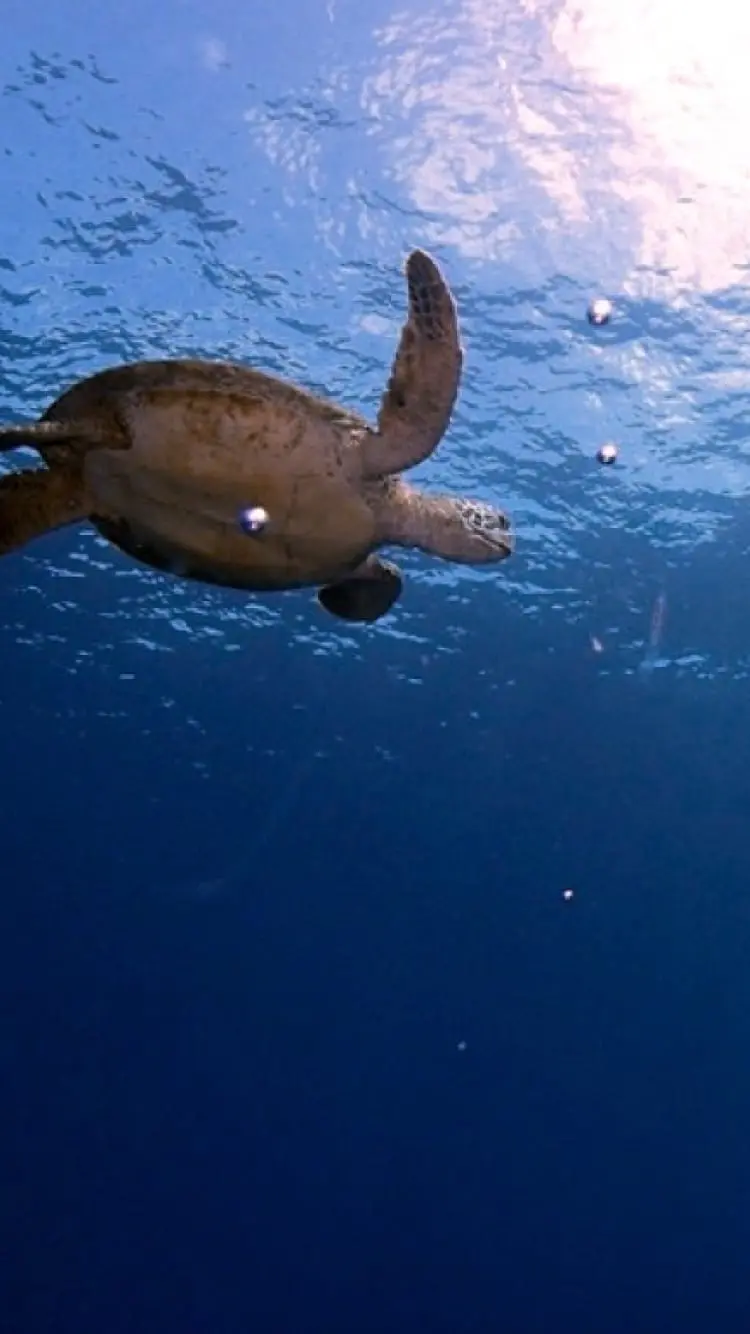 ウミガメと一緒に泳ぐ様子